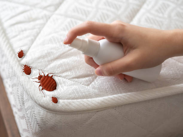 Reliable Willowick, OH Pest Control Solutions